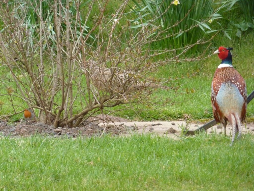 Robin with pheasants resized