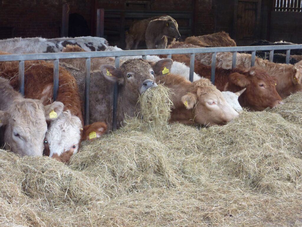Cattle Feeding