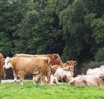 Cattle By the River