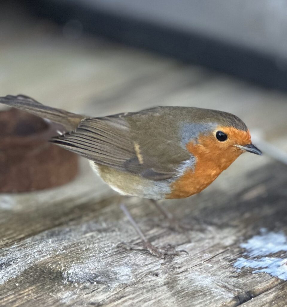 January Robin